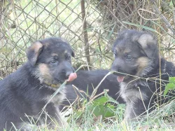 Prodáme štěňata NO s PP